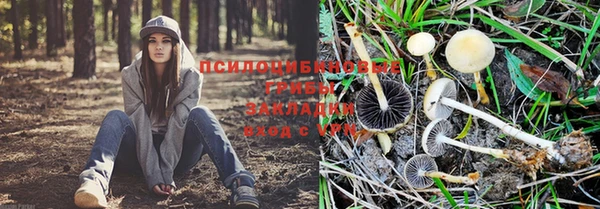 ГАЛЛЮЦИНОГЕННЫЕ ГРИБЫ Абинск